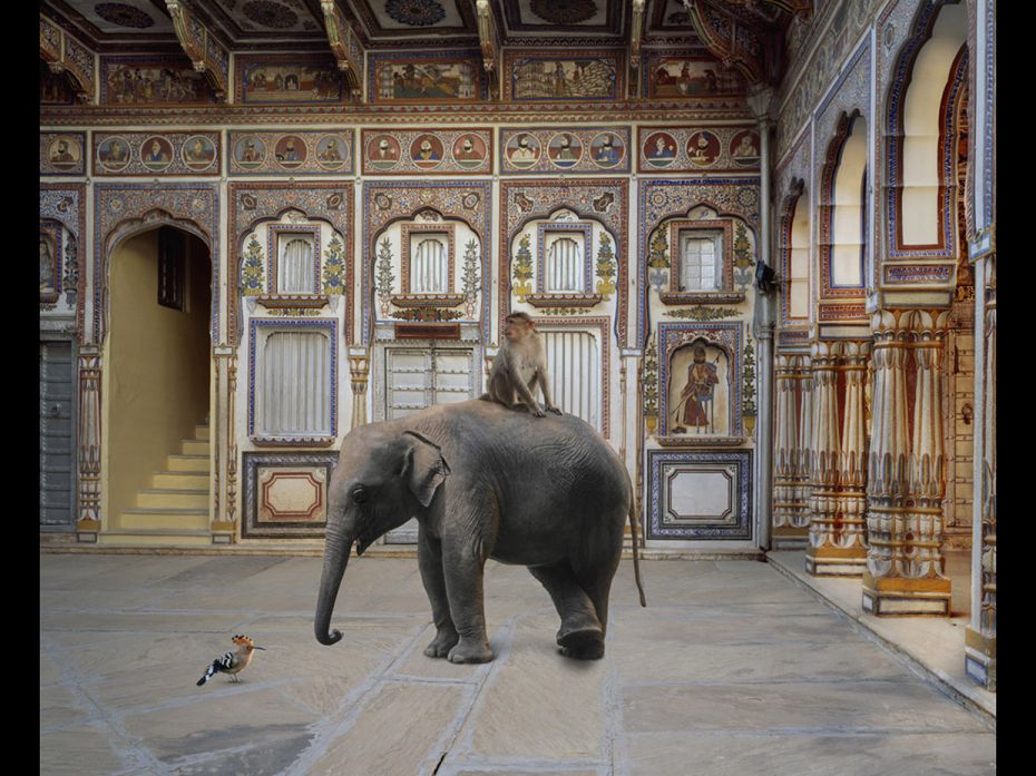 Karen Knorr captures the animal kingdom across India's iconic sites