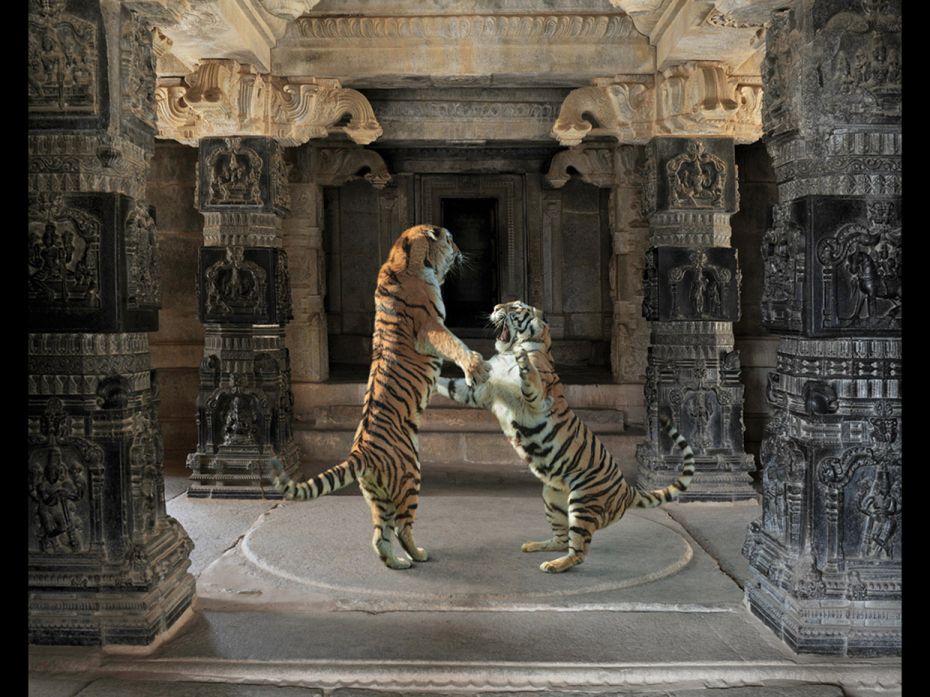 Karen Knorr captures the animal kingdom across India's iconic sites