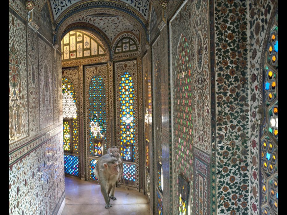 Karen Knorr captures the animal kingdom across India's iconic sites