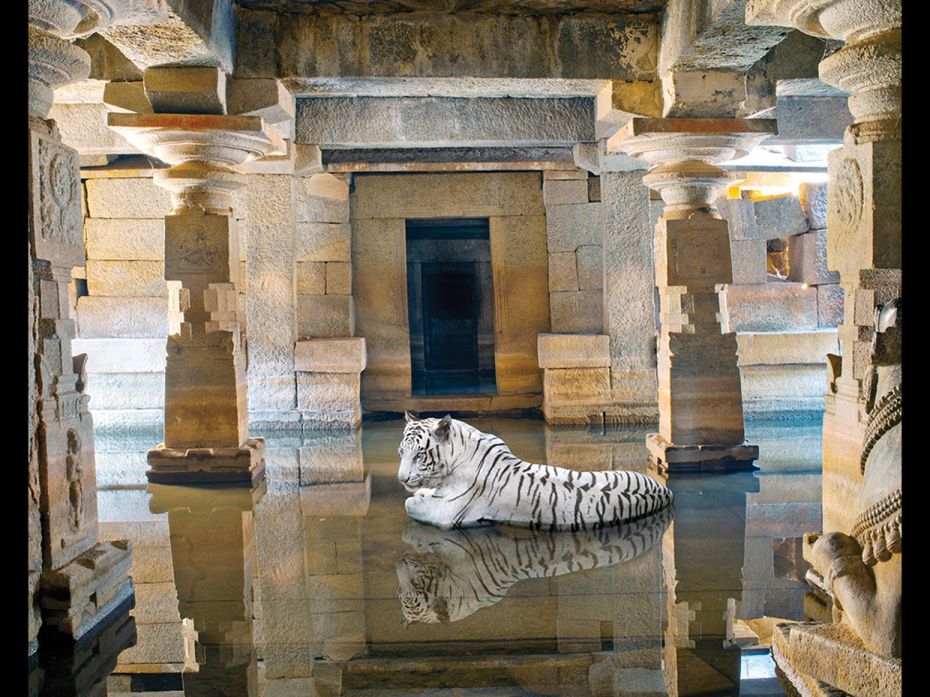 Karen Knorr captures the animal kingdom across India's iconic sites