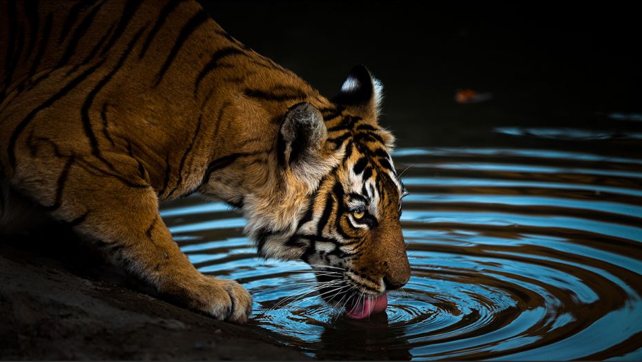 Jungle book: Majestic photos of India's wildlife