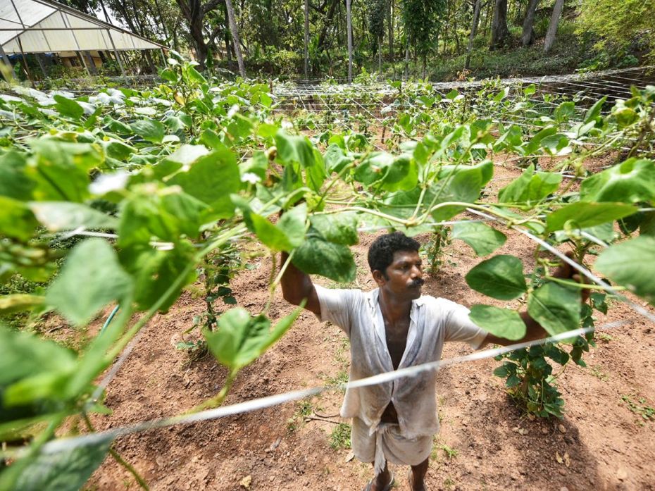 13_Farm of poojapura central jail