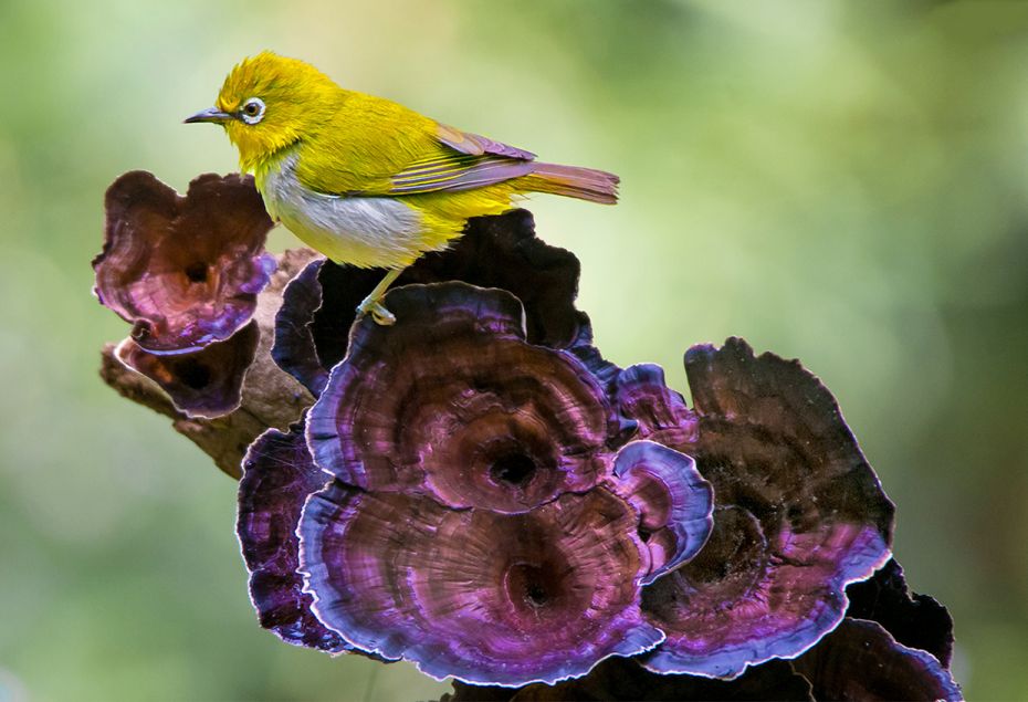 World Photography Day: A symphony of birds