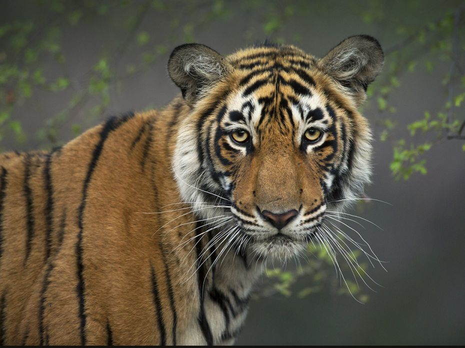 International Tiger Day: Capturing elegance of the big cats
