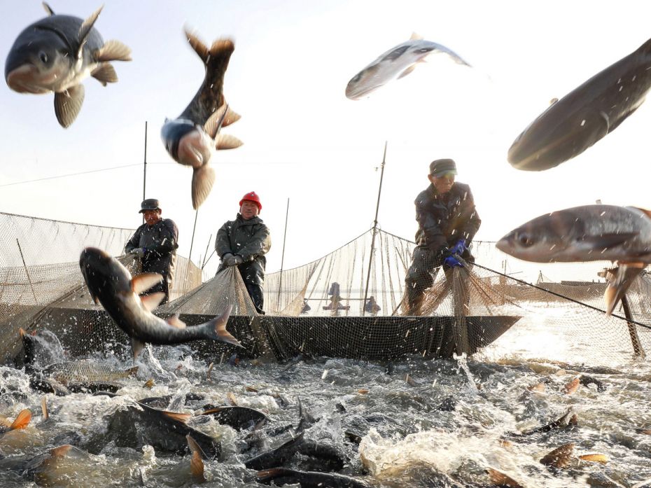 Fishfarm in China